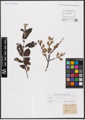 Foto von Salix aurita L.